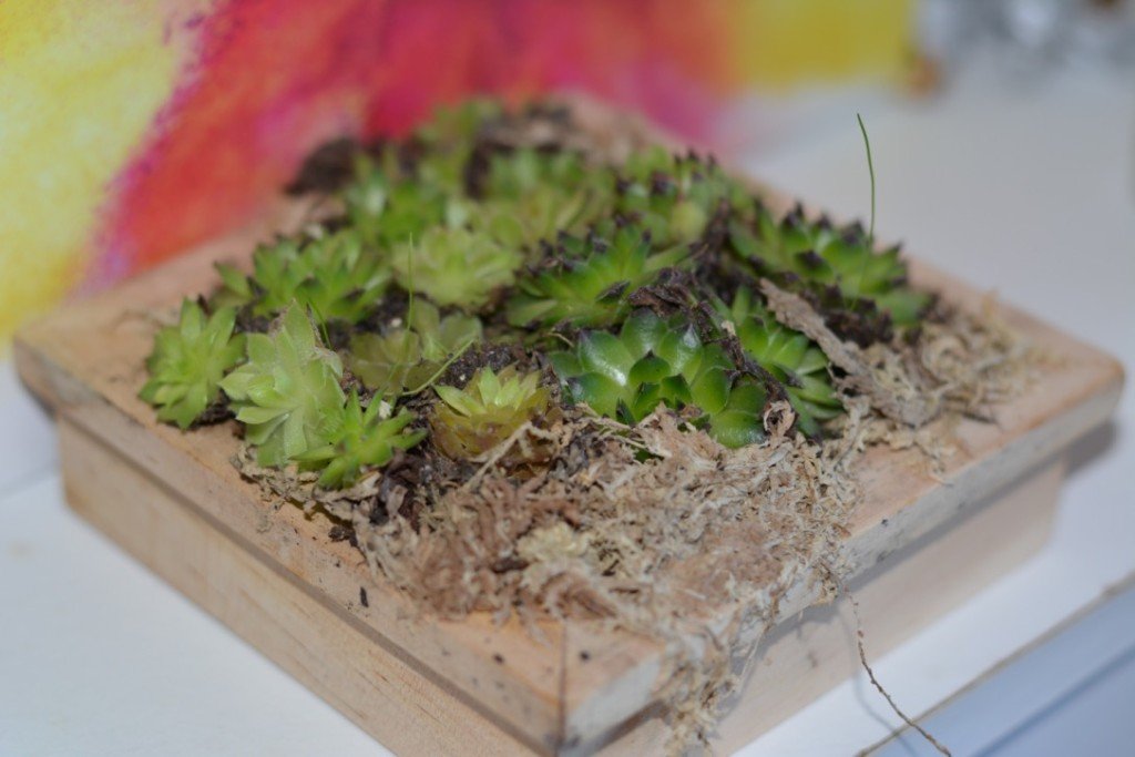 urban-garden-show-royal-horticulture-society-blueleaf-fiona-wemyss